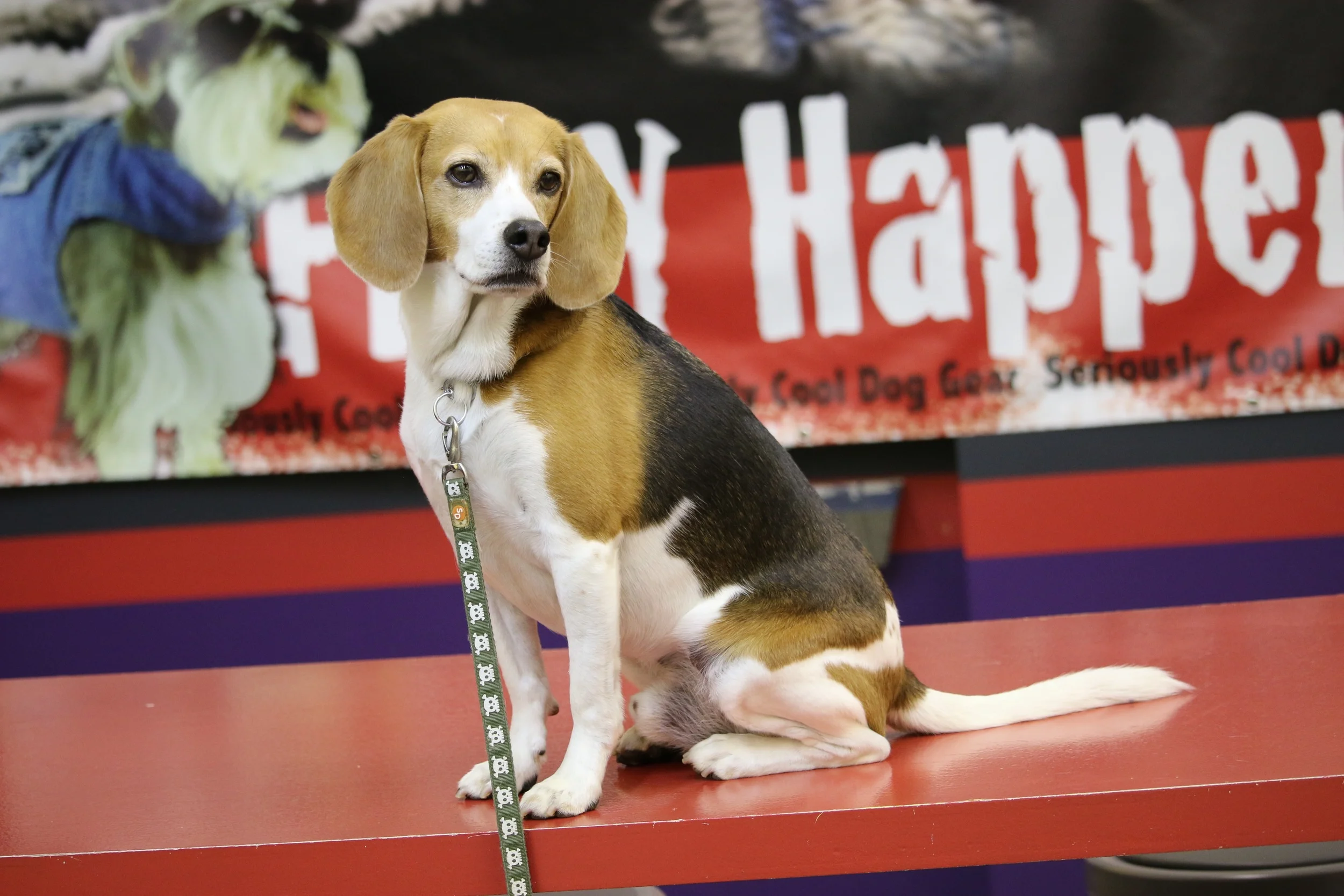 Dog jackets hotsell for beagles